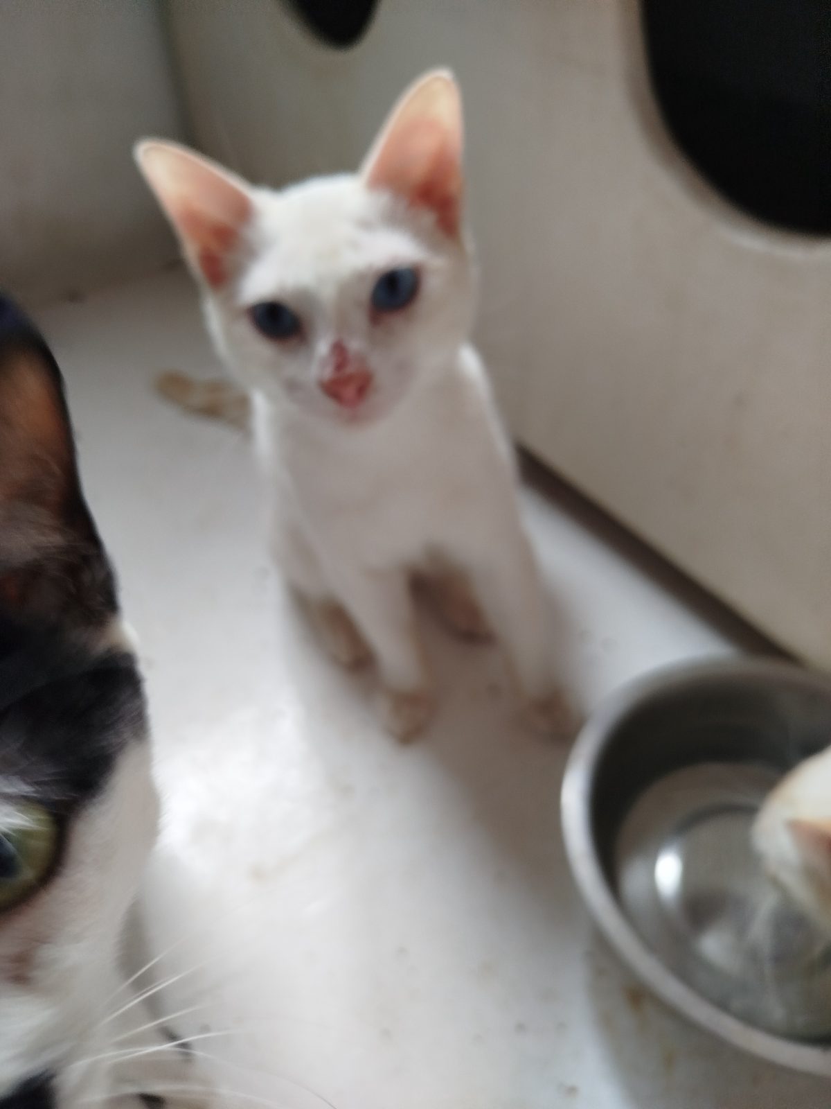 Gato · Mestizo · Blanco