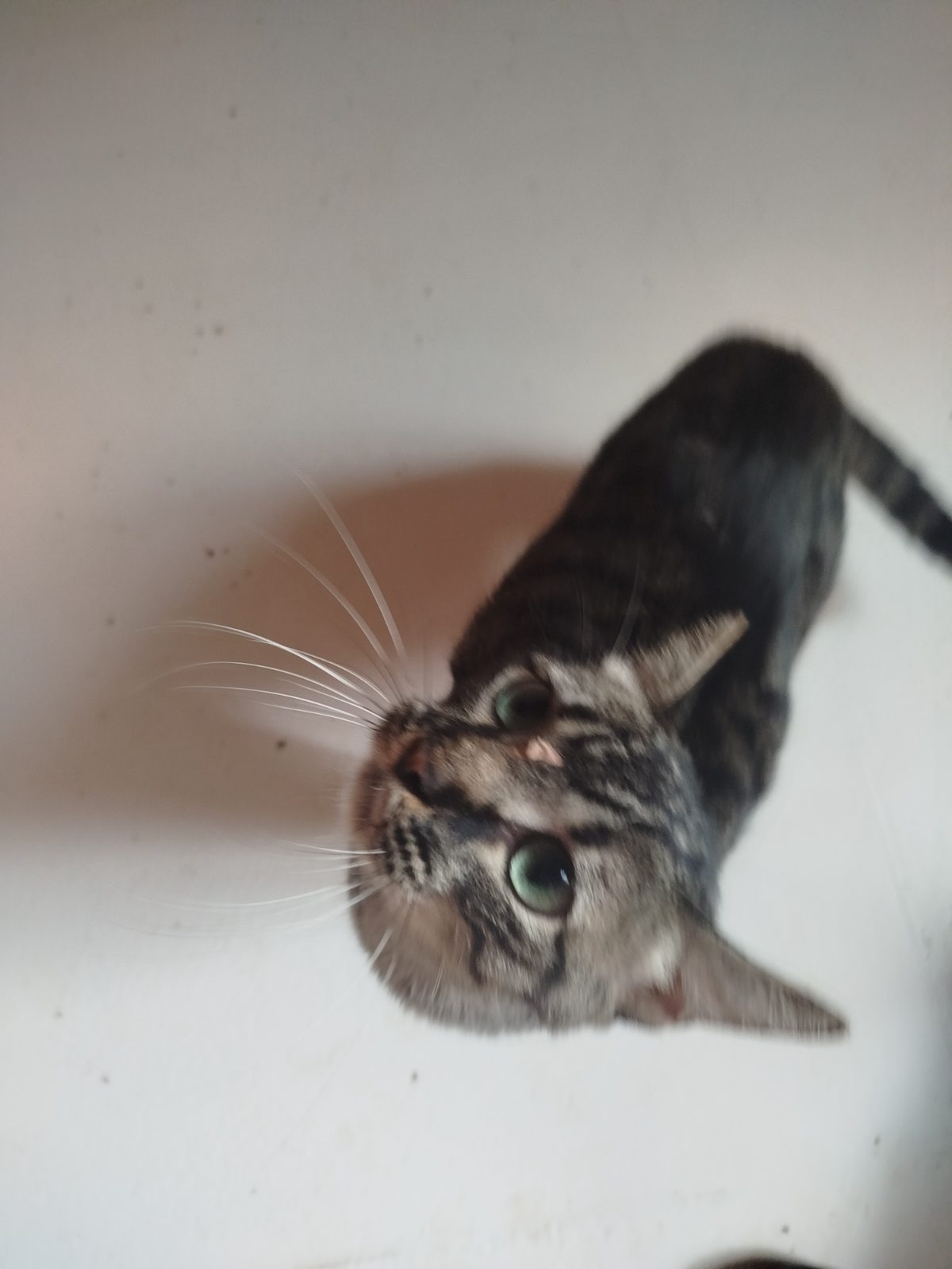 Gato · Mestizo · Gris atigrado