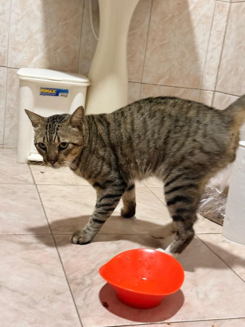 Gato · Mestizo · Marrón atigrado