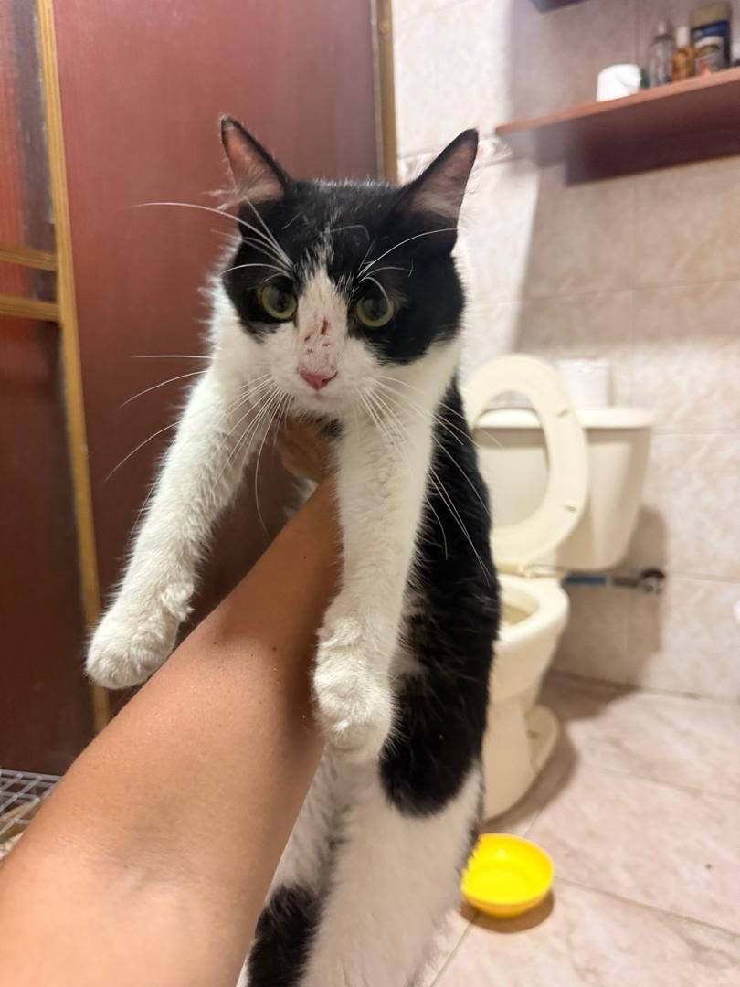 Gato · Mestizo · Negro y Blanco