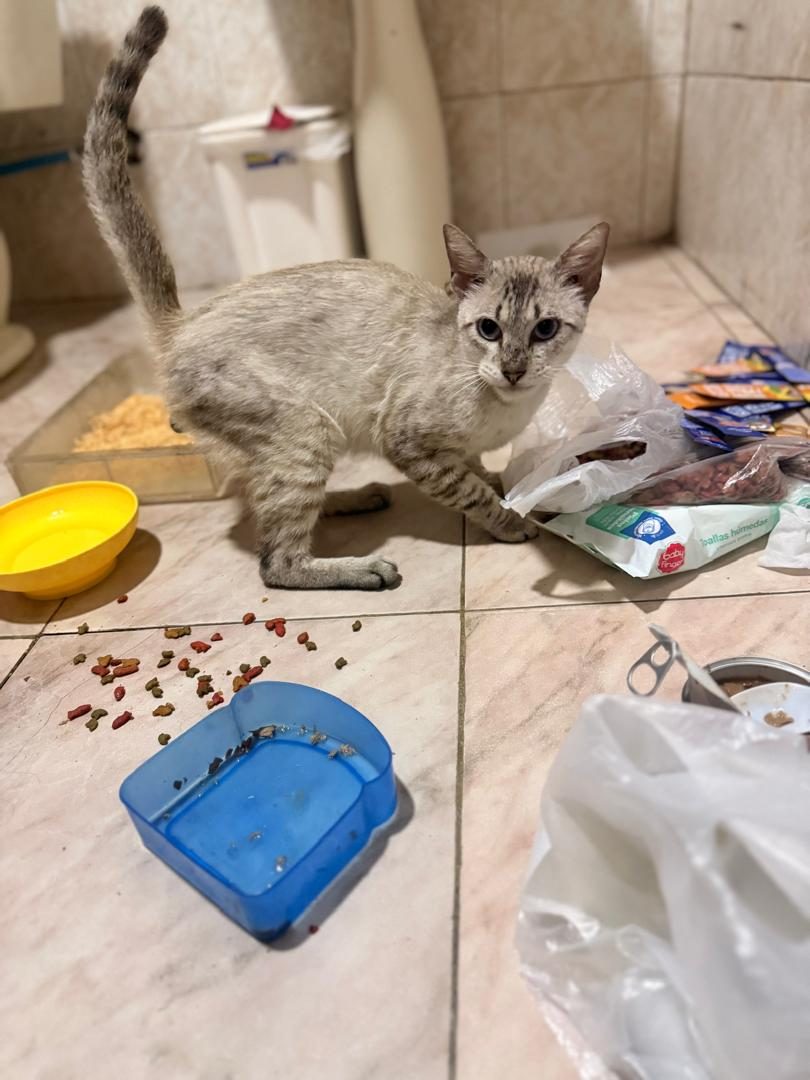Gato · Mestizo · Blanco y gris