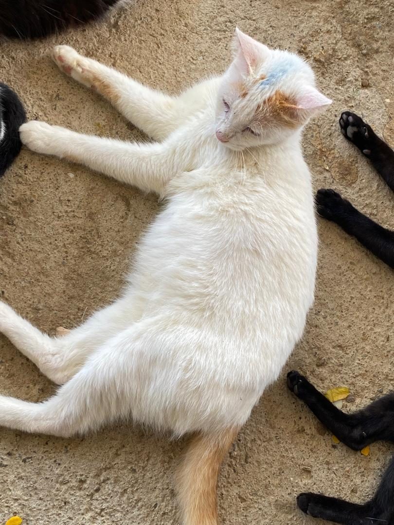 Gato · Blanco con algunas partes beige