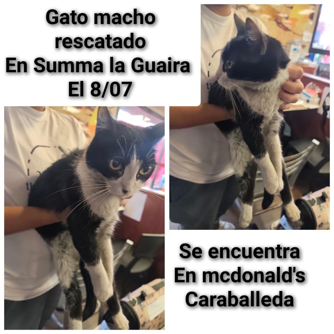 Gato · Mestizo · Blanco y Negro