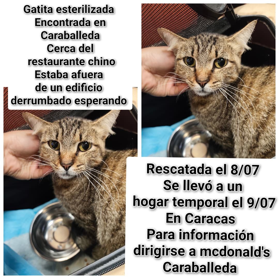 Gata · Mestiza · Atigrada