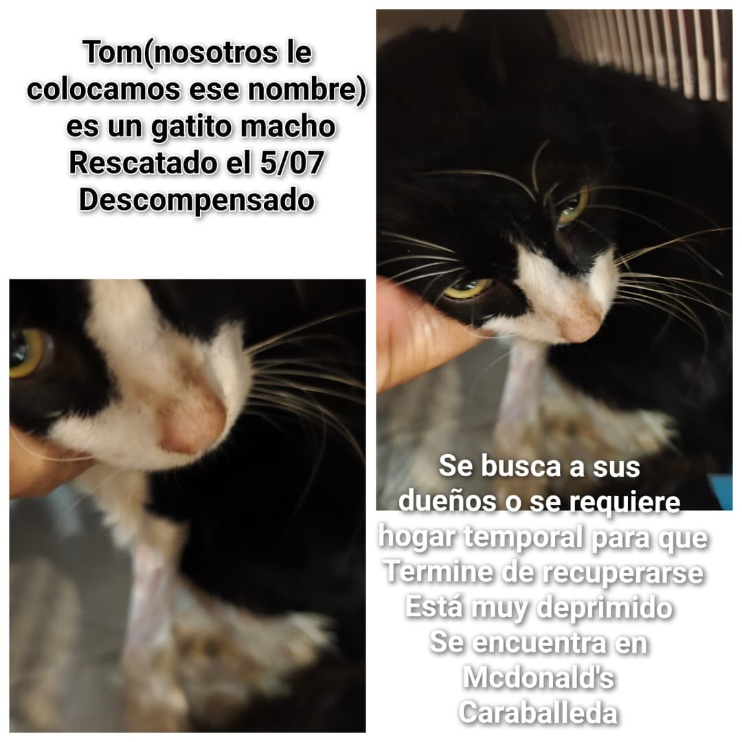 Gato · Mestizo · Negro con Blanco