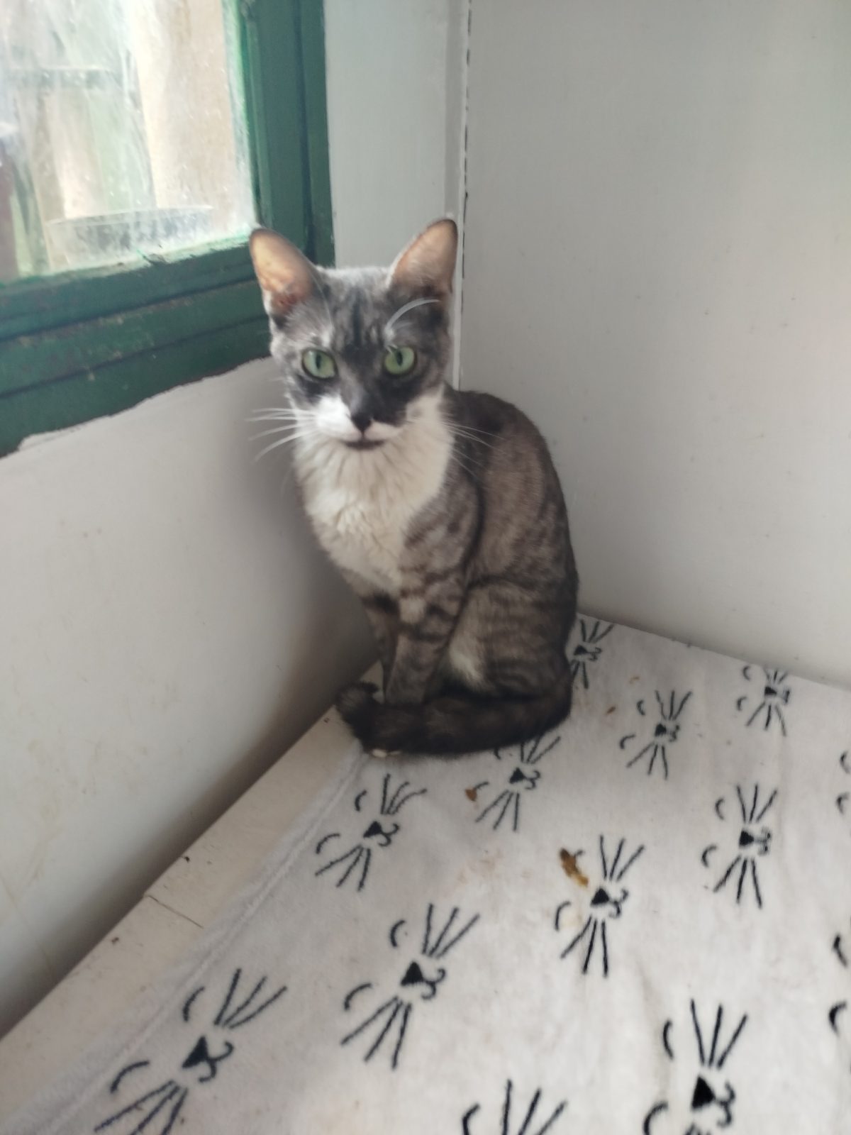 Gata · Mestizo · Gris con mancha blanca en zona de la boca