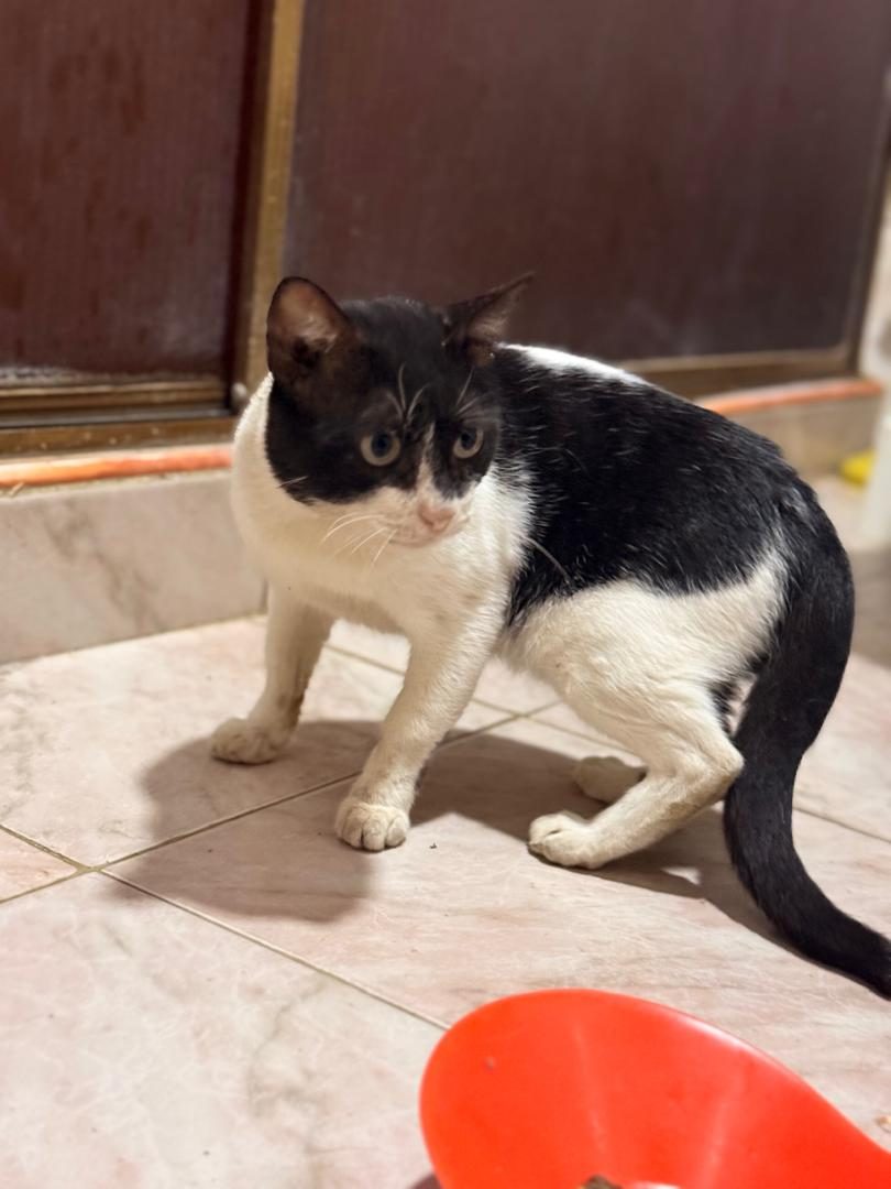 Gato · Mestizo · Negro y Blanco