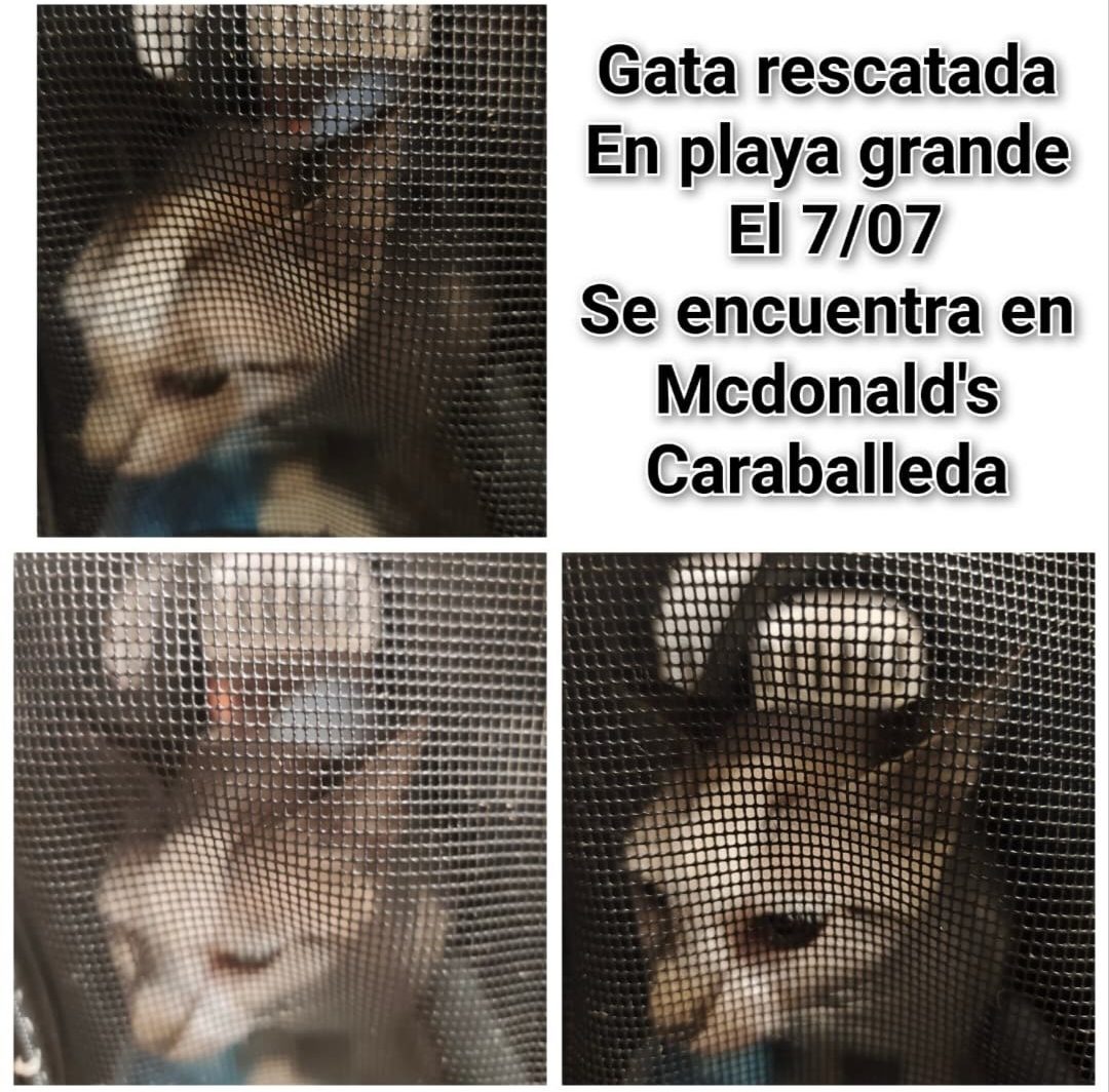 Gata · mestizo · blanco y beige