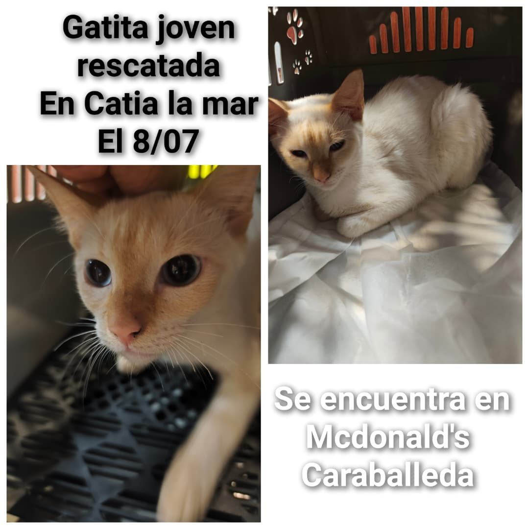 Gata · Mestiza · Blanca con beige