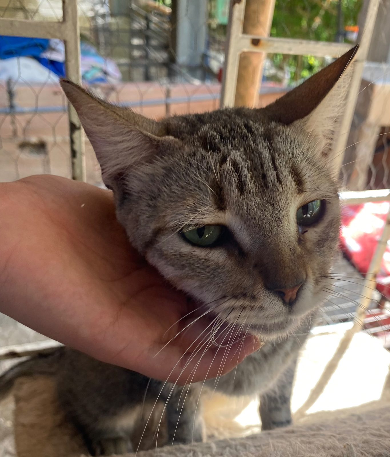 Gato · Tabby · Atigrado