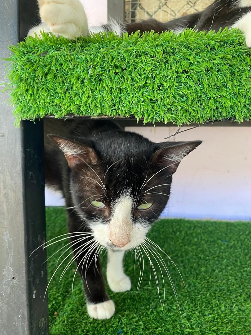 Gato · Mestizo · negro con blanco