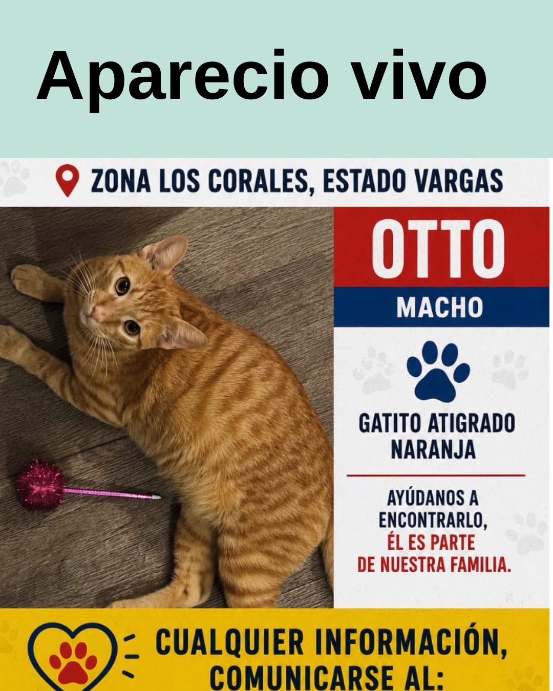 Gato · Mestizo · Naranja