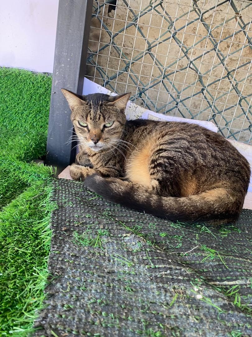 Gato · Mestizo · Marín, beige y negro atigrado