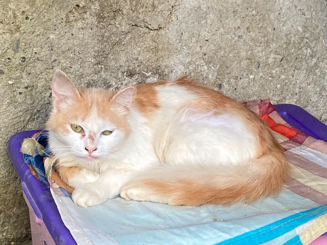 Gato · Mestizo · Blanco con naranja
