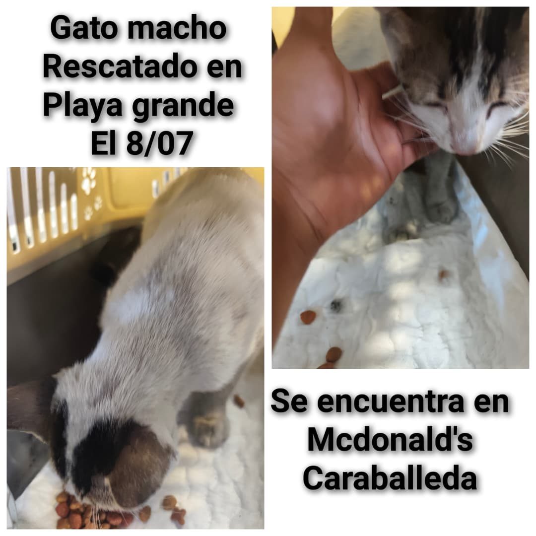 Gato · Mestizo · Blanco con gris rayado