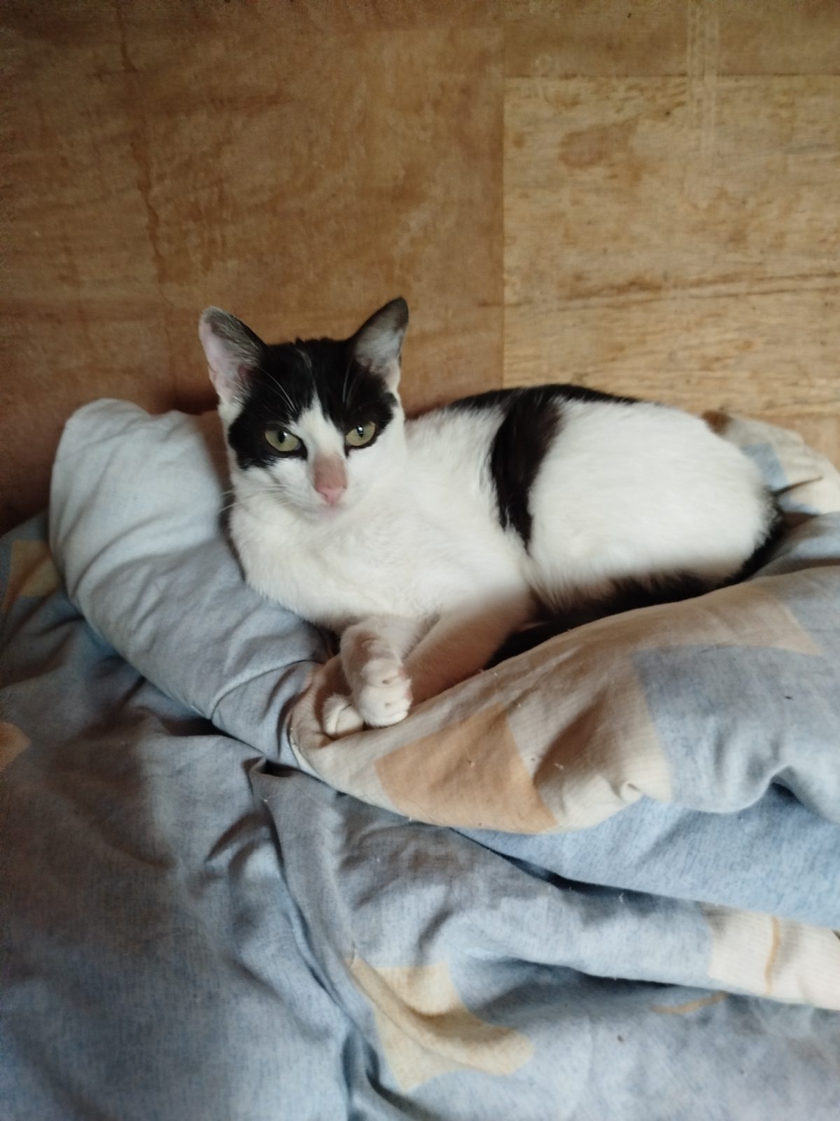 Gata · Mestiza · Blanca y negro