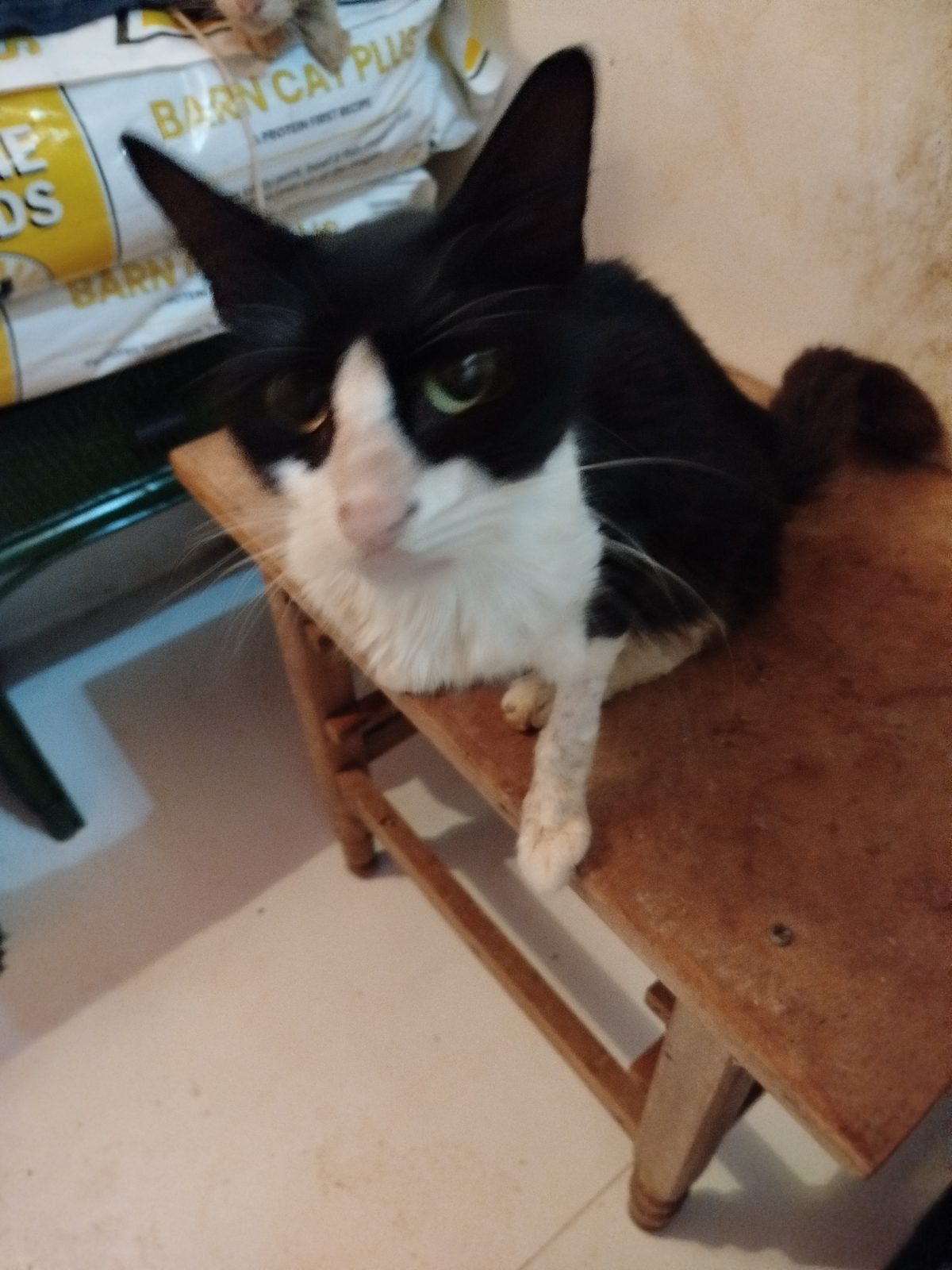 Gato · Mestizo · Negro y Blanco