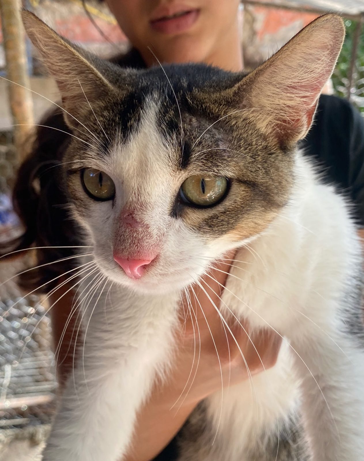 Gato · Mestiza · Blanca con atigrada