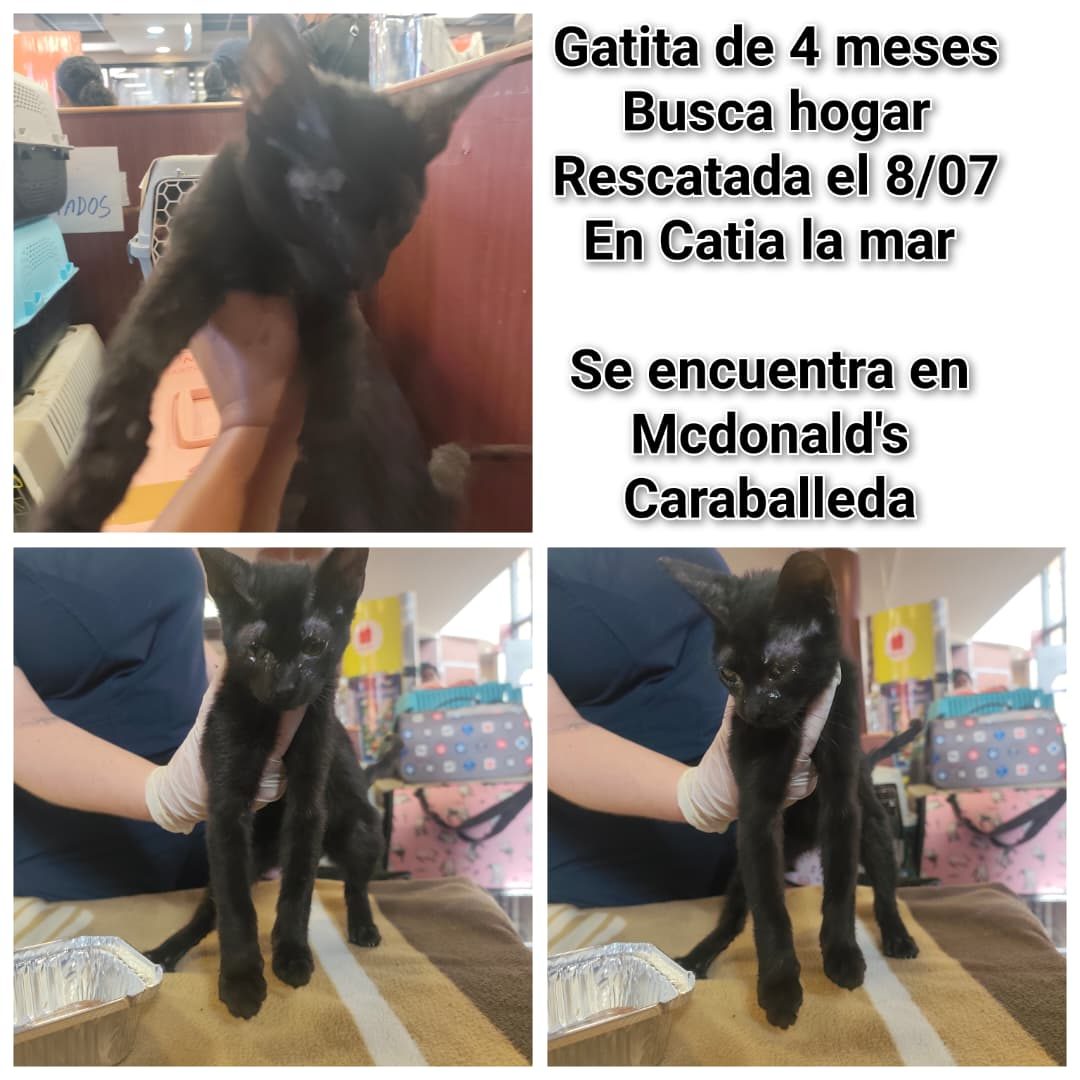 Gata · Mestiza · Negra
