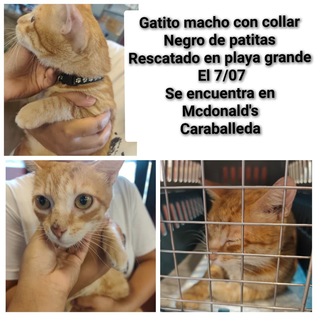 Gato · mestizo · Naranja