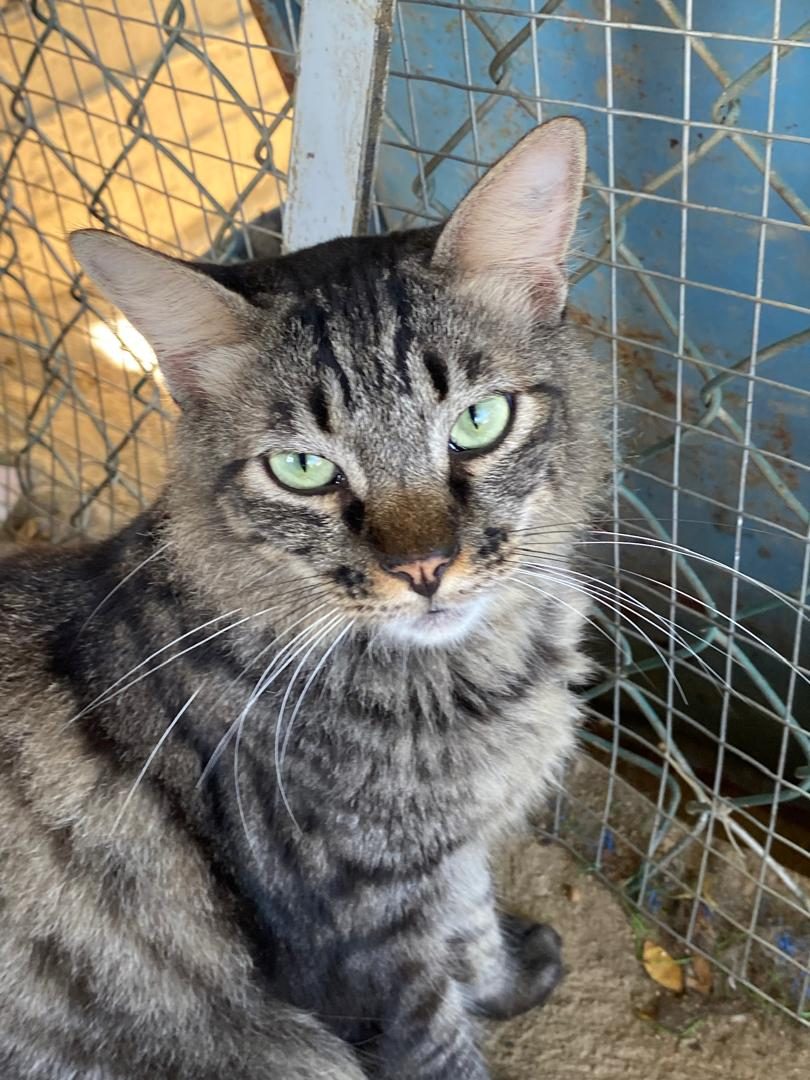 Gato · Mestizo · Gris atigrado