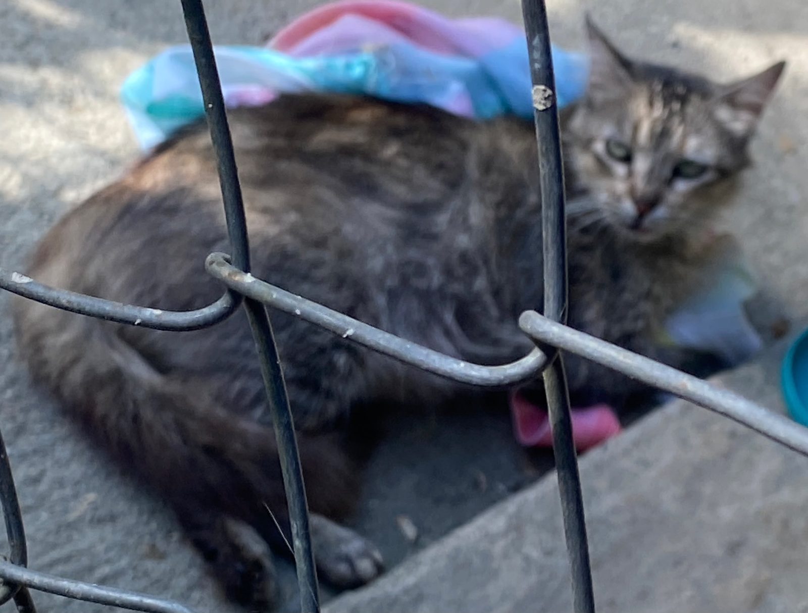 Gato · mestiza · Carey