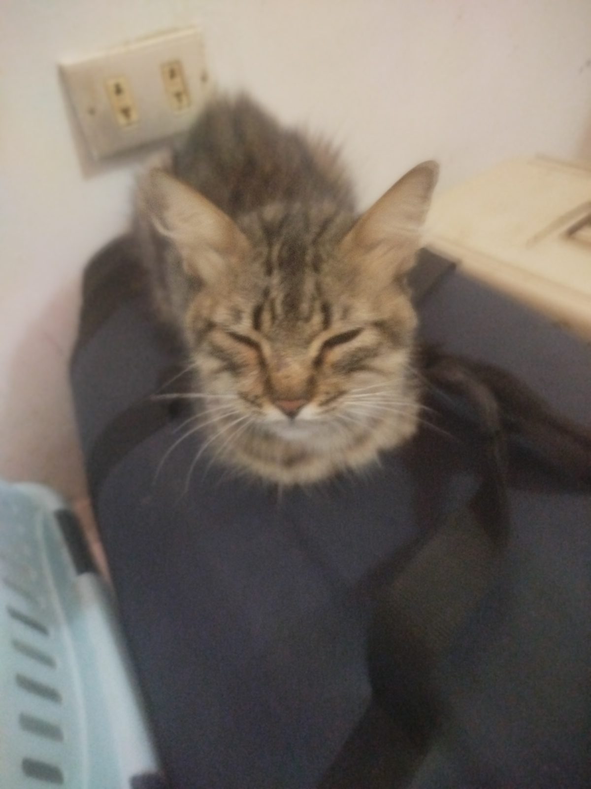 Gato · Mestizo · Gris atigrado