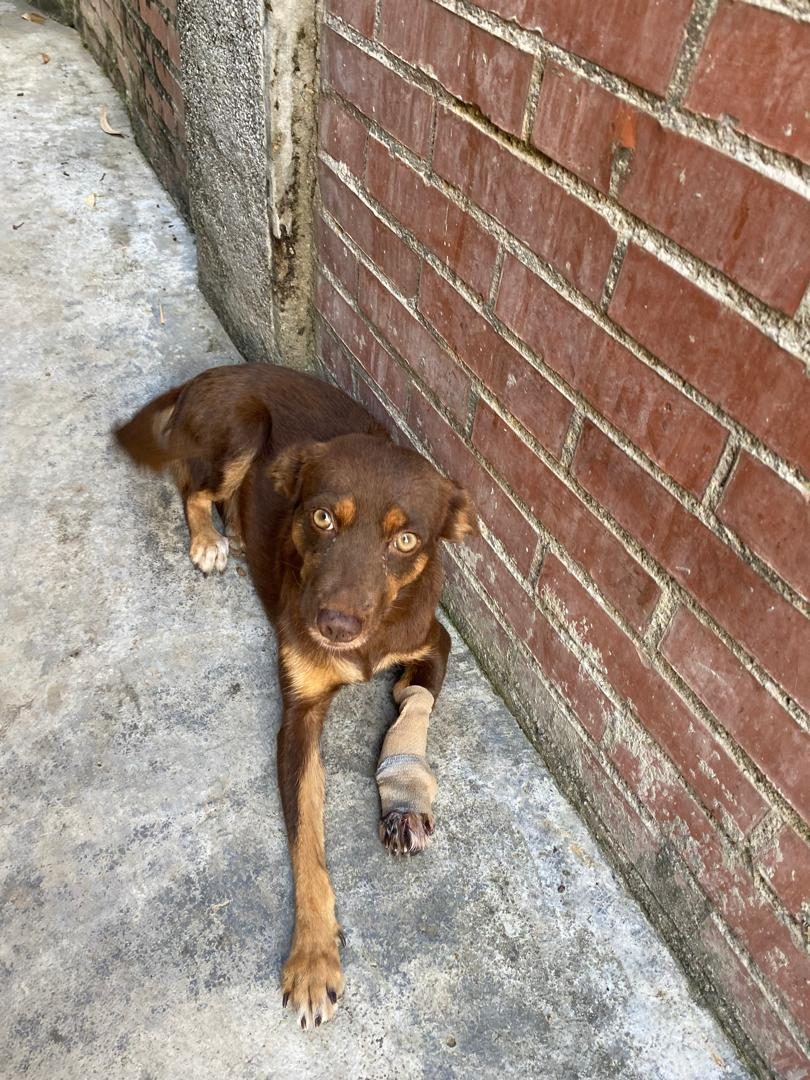 Perro · Mestizo · Marron