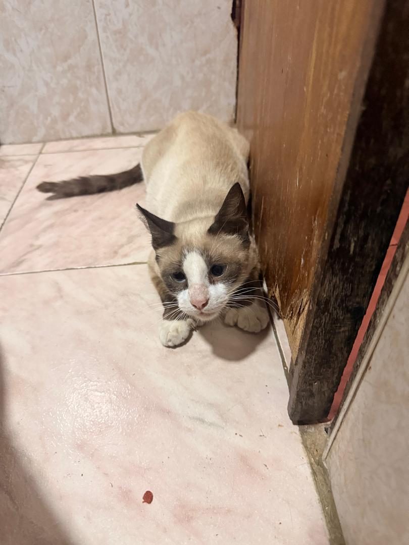 Gata · Mestiza · blanco y marrón