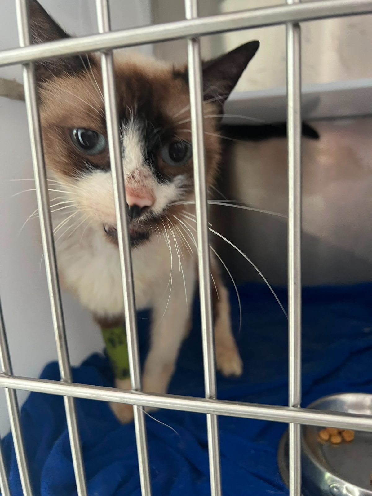 Gato · Mestizo · Marrón con blanco estilo siamés