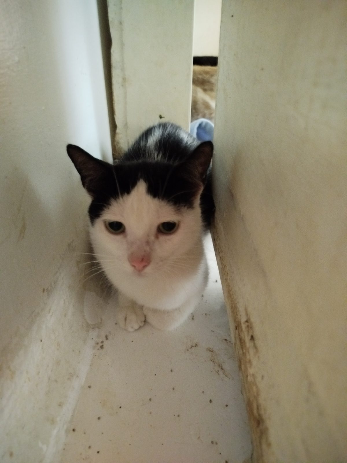 Gato · Mestizo · Blanco con Negro