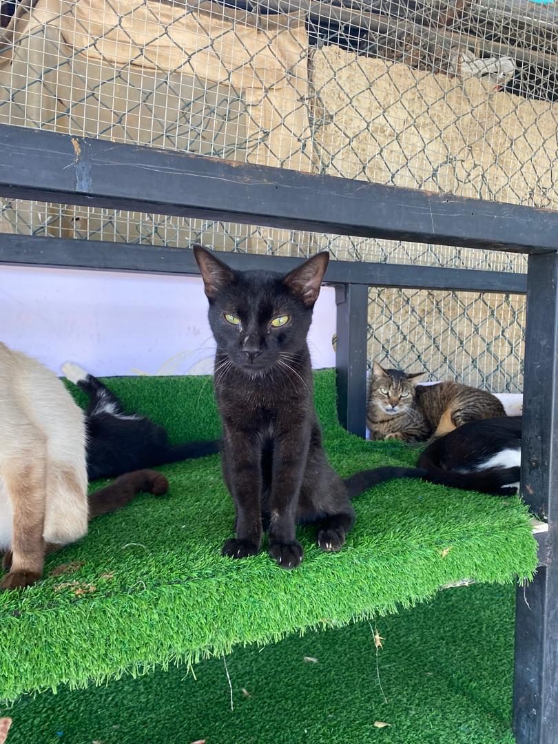 Gato · Mestizo · Negro