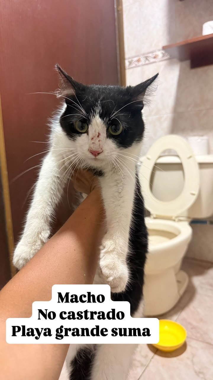 Gato · Mestizo · Blanco y negro