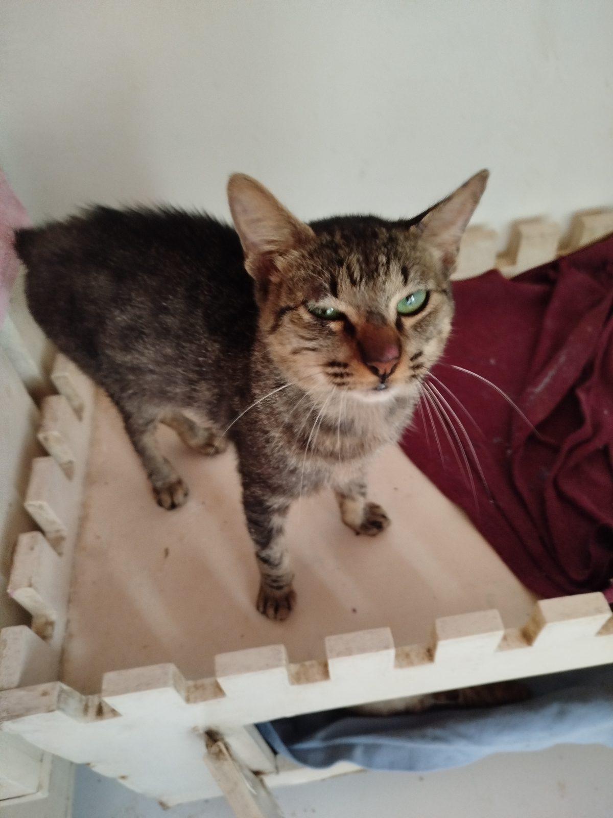Gato · Mestizo · Atigrado gris
