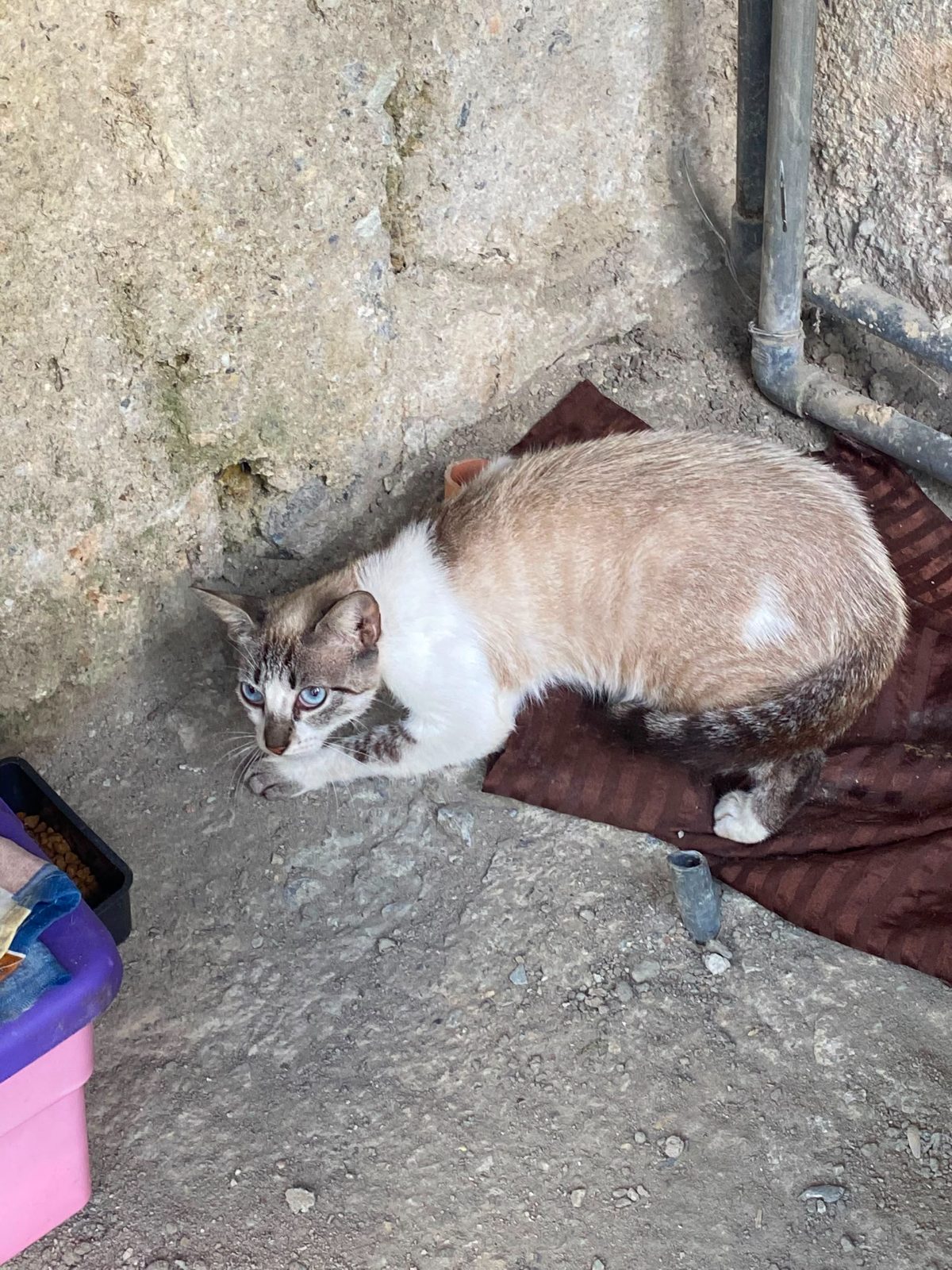 Gato · Mestizo · Marrón con Blanco