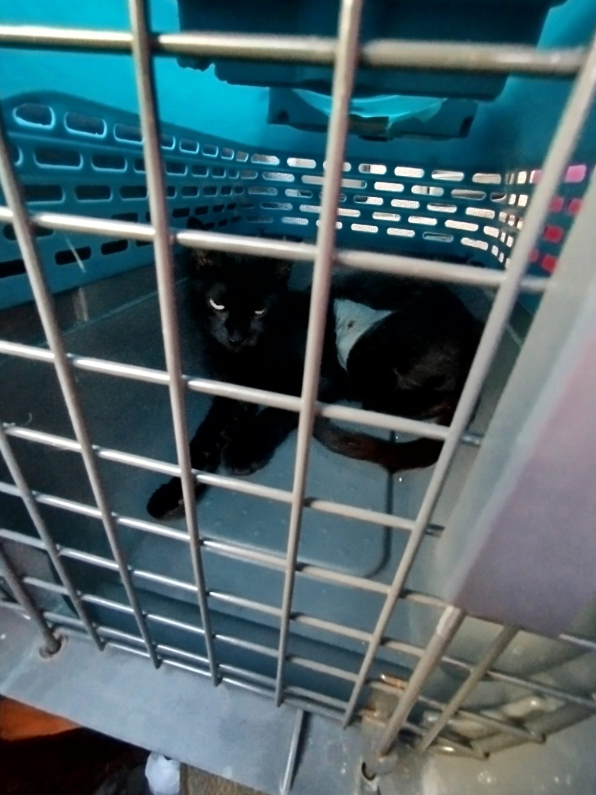 Gata · Mestiza · Negra