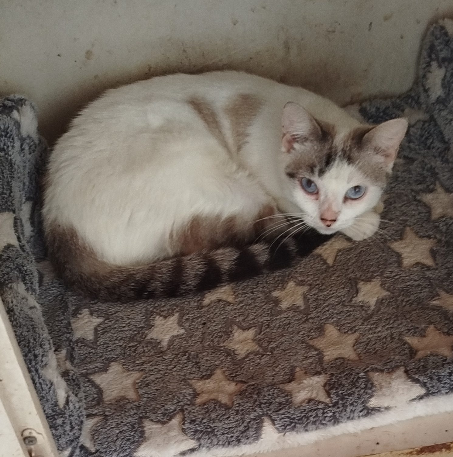 Gata · Mestizo · Blanco con beige