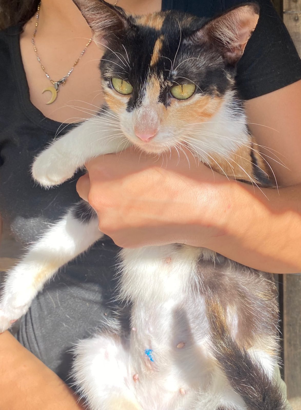 Gato · Calico · Tricolor