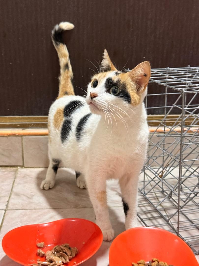 Gata · Mestiza · Tricolor
