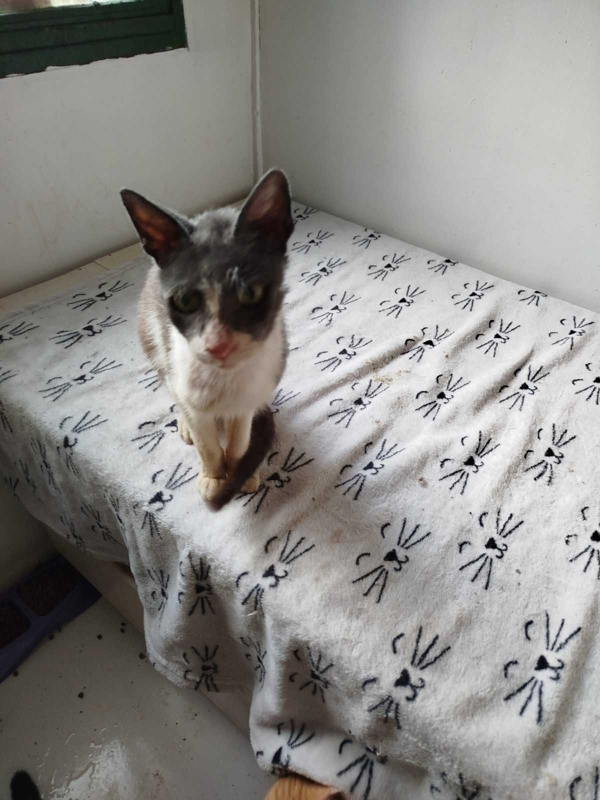 Gata · mestiza · gris con blanco