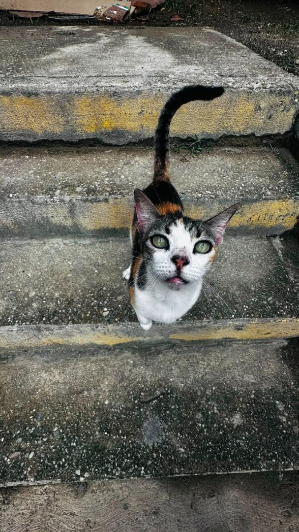 Gata · Mestiza · Tricolor