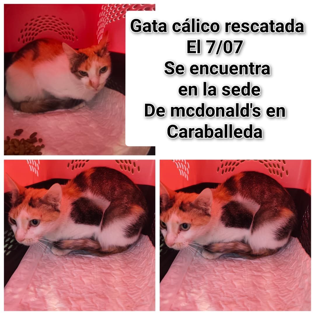 Gata · Mestiza · Tricolor