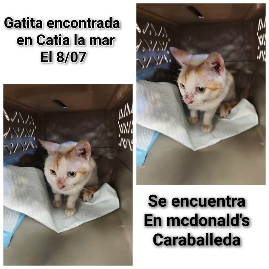 Gata · Mestiza · Blanca con amarillo