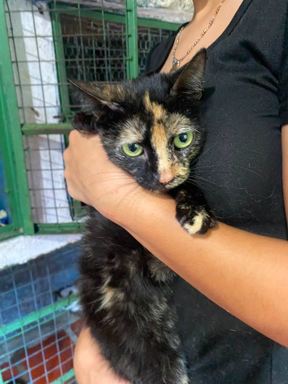 Gato · Carey · Negra con pintas amarillas
