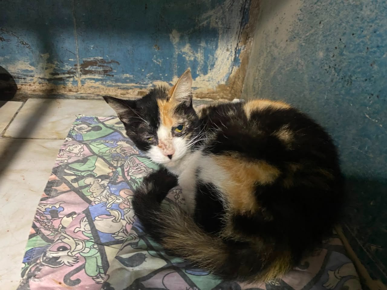 Gata · Calico · Tricolor