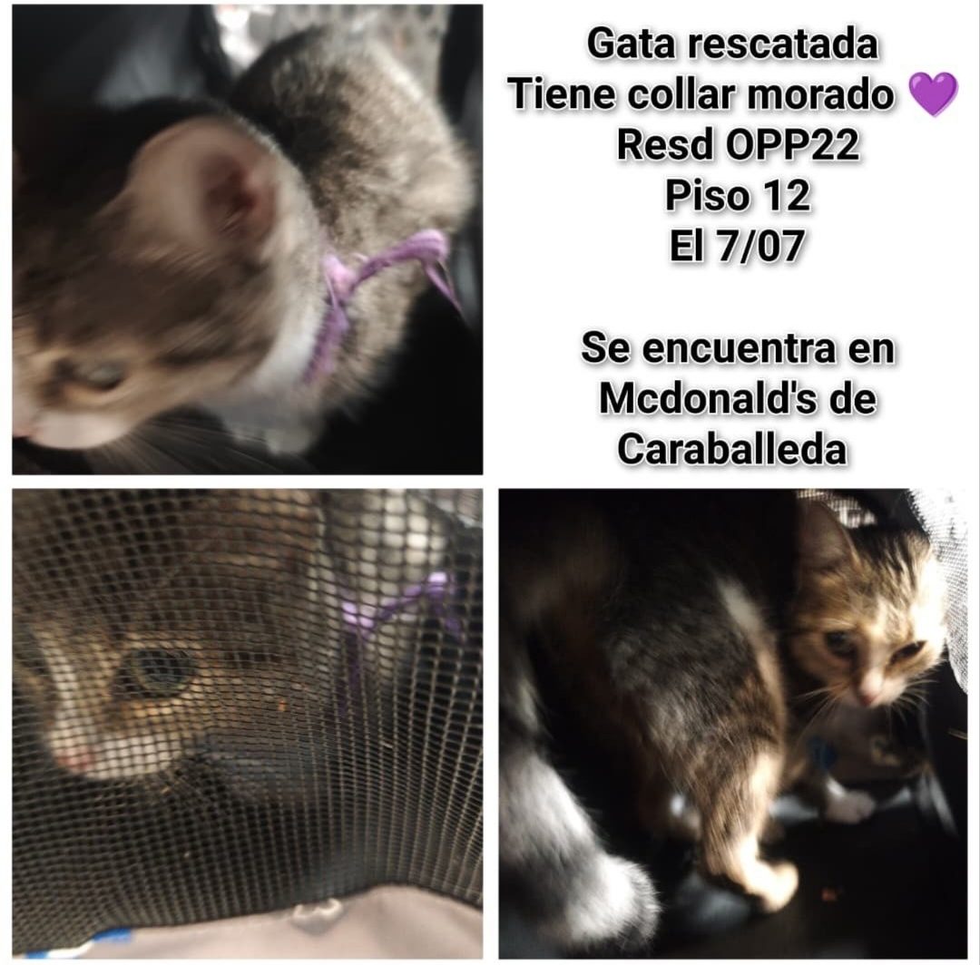 Gata · mestiza · Atigrada con blanco