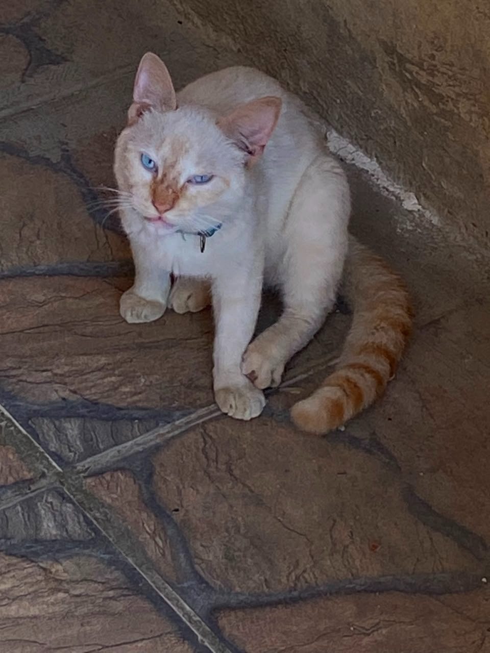 Gato · Mestizo · Blanco y Naranja