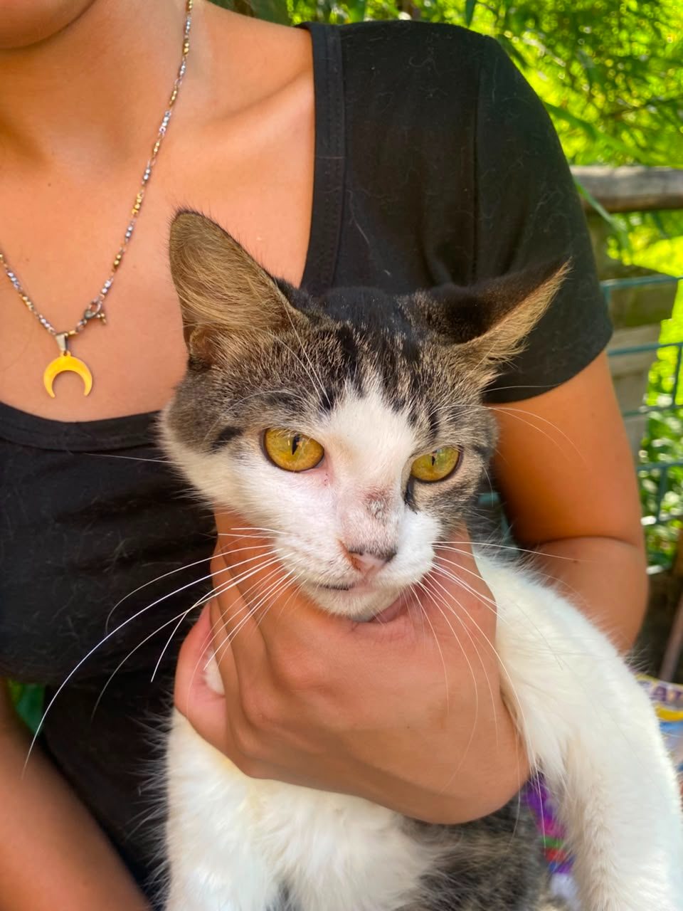 Gato · Blanco con atigrado