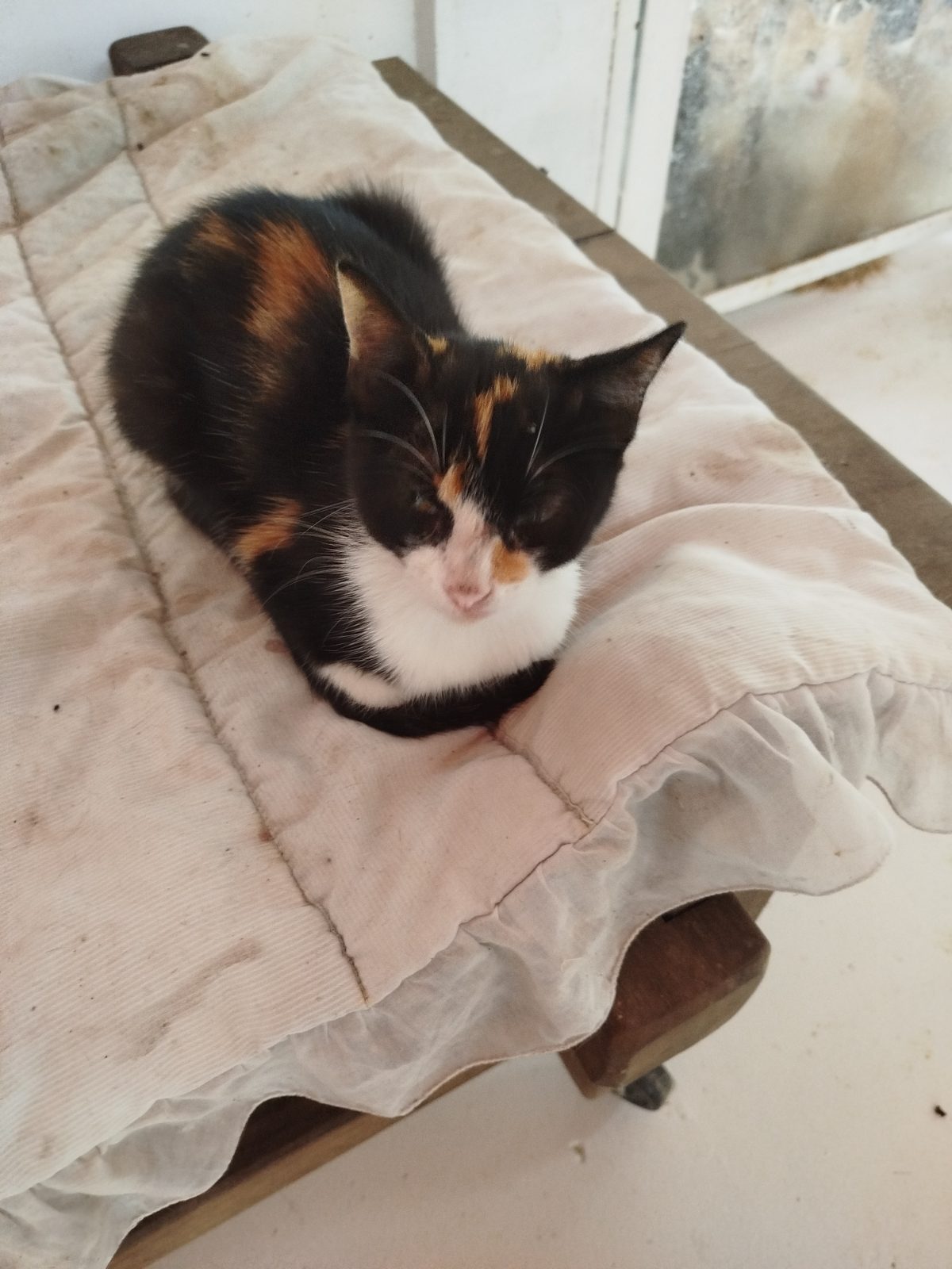 Gata · Mestiza · Tricolor
