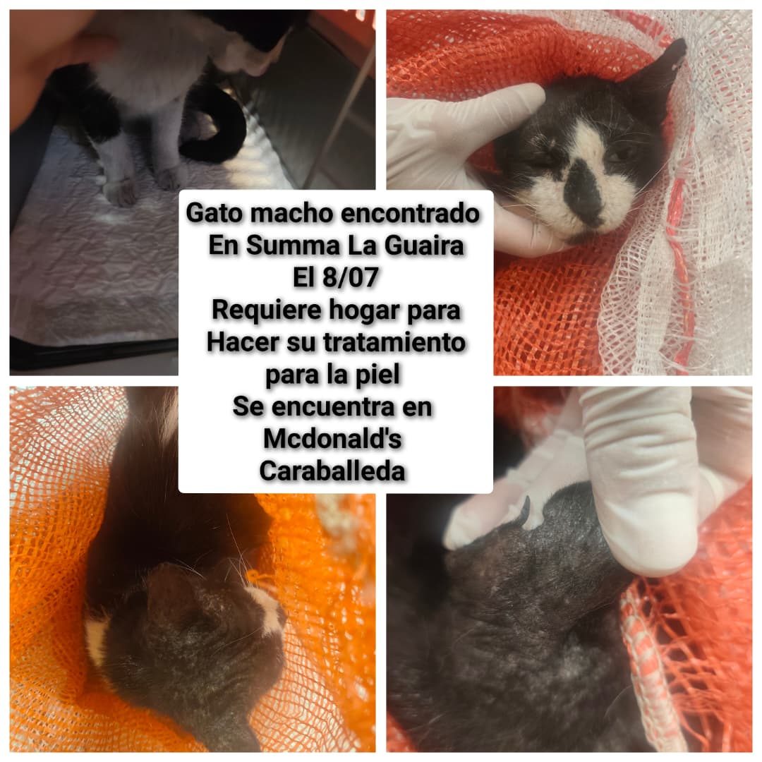 Gato · Mestizo · Negro con Blanco